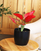Red Star Aglaonema